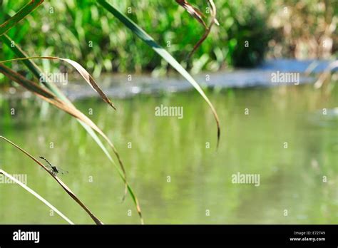 dragonfly in its habitat Stock Photo - Alamy