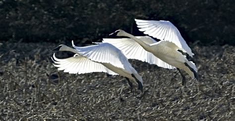 Skagit Bird Festival | Birds of Winter | Skagit County, Washington