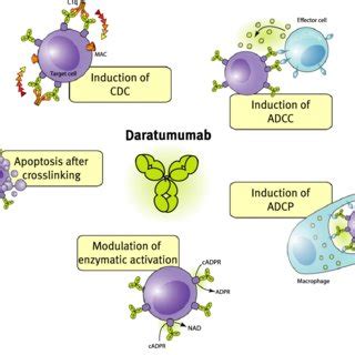 Mechanisms of action of daratumumab. | Download Scientific Diagram