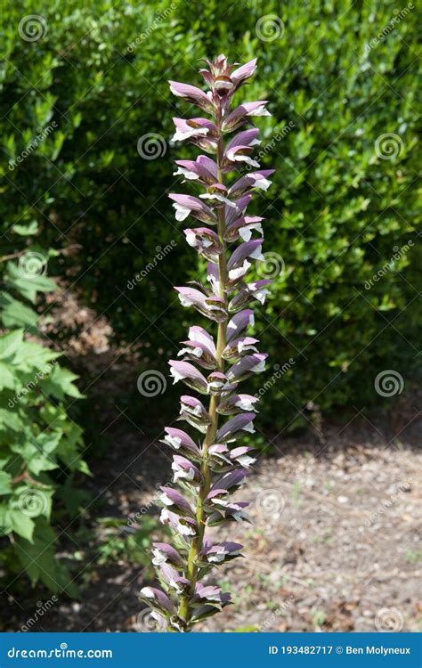 The Tall Flower of the Plant Bear`s Breech a Species of Acanthus Stock ...