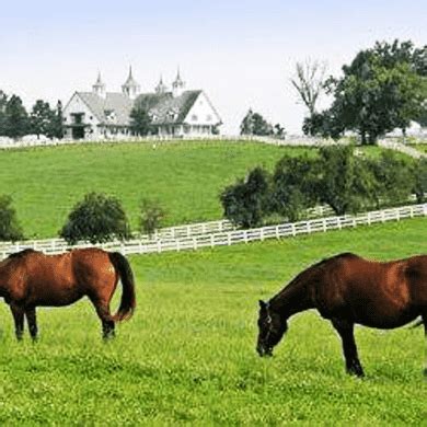 Horse Pasture Grass Seed Mix - Central Climate – hancockseed.com