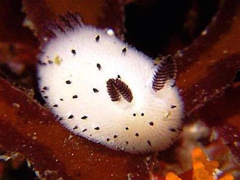 Sea Bunnies, Adorable Sea Slugs That Have a Furry Appearance and Ear-Like Appendages That Make ...