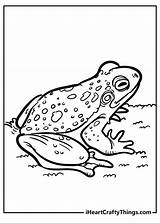 Toad Coloring Pages 100% Free Printables sketch template