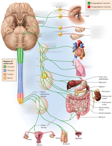 Parasympathetic division Diagram | Quizlet