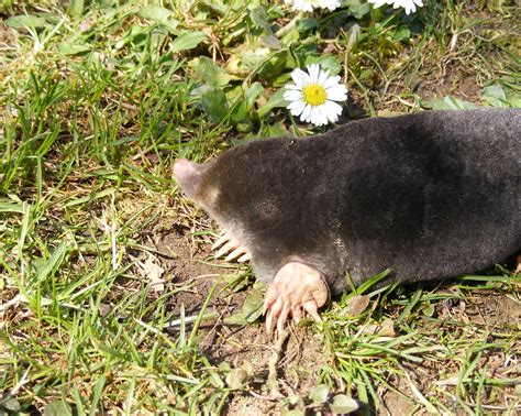 Pets: Mole