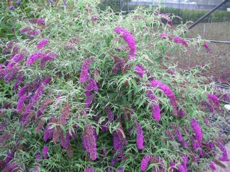 Buddleja davidii 'Nanho Purple' - Vlinderstruik | De Tuinen van Appeltern