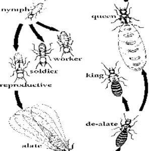 Life Cycle of Termites: From Eggs to Adults. - Termites Advice