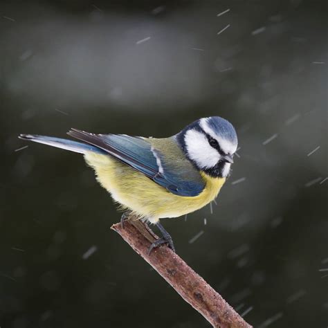 All about the Common European Blue tit (Cyanistes caeruleus)