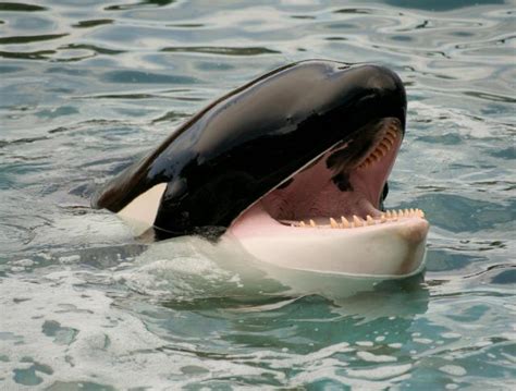 Comparing an orca's brain to a human's explains why killer whales are the ocean's ultimate apex ...