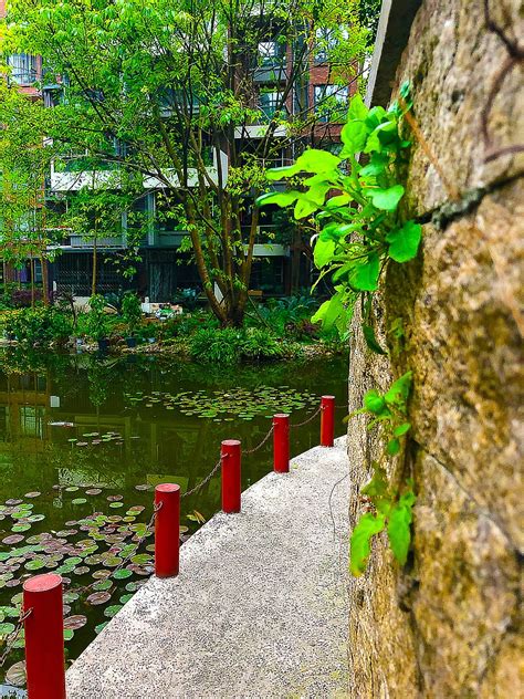 Plant Photography Pond View Background, Plant, Photography, Pond Background Image for Free Download