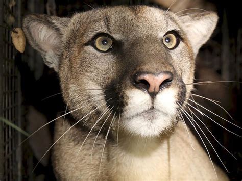 Cougar chases and attacks mountain biker near popular B.C. trail ...