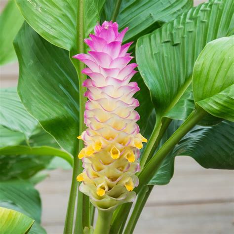 Ginger Bicolor Wonder – Easy To Grow Bulbs