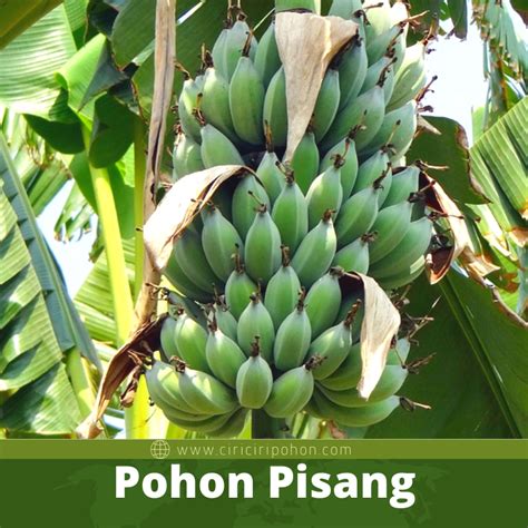 Detail Gambar Pisang Kepok Hijau Png Koleksi Nomer 29