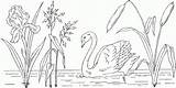 Swan Coloring Pages  Best For Kids sketch template