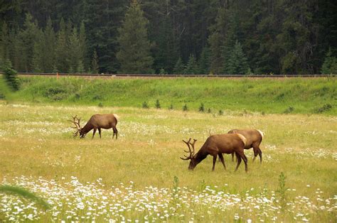 Free Images : grass, field, meadow, prairie, wildlife, deer, herd, pasture, grazing, fauna ...