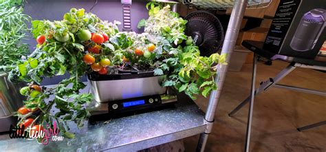 10 AeroGarden Tomato Growing Tips For Newbies