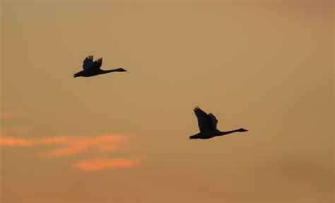 Swans flying at sunset | Roads End Naturalist