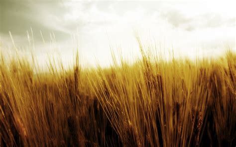 Nature Wheat HD Wallpaper