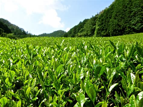 A Visit To A Tea Farm In Uji, Kyoto — the ikebana shop