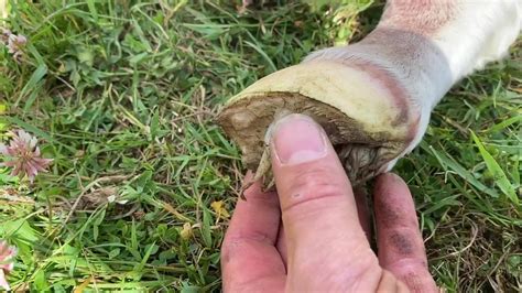 This is the soft deciduous hoof of a newborn foal, it only last for ...