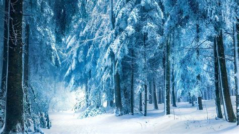 Winter Forest Wallpapers - Top Free Winter Forest Backgrounds ...