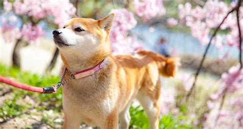 Shiba Inu Training Guide: How to Discipline Correctly (Updated 2021)