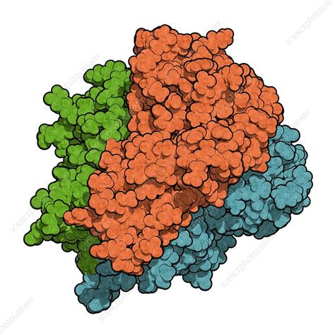 TNF alpha molecule, illustration - Stock Image - F019/2418 - Science ...