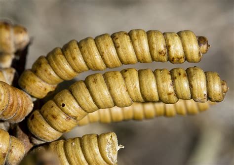 Screwbean Mesquite Pods Photograph by Bob Gibbons