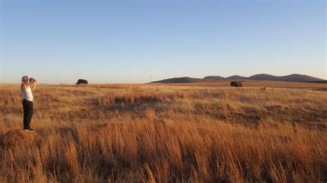 Bison Expedition: Finding Buffalo in Wichita Mountains