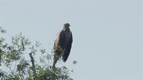 White-tailed Eagle | MarkEisingBirding