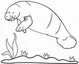 Manatee Coloring Page Sketch sketch template