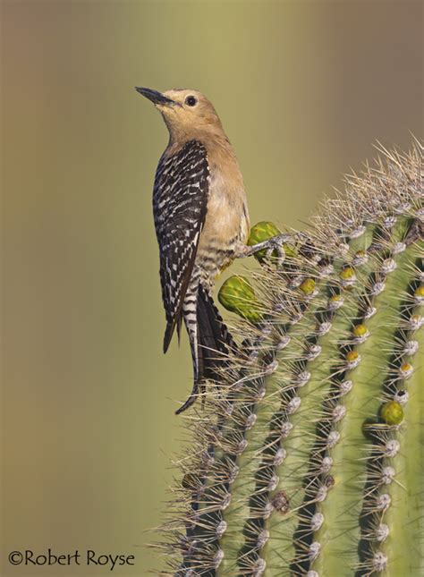 Gila Woodpecker