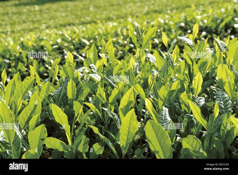 Tea plantation Kyoto Prefecture Honshu Japan Stock Photo - Alamy