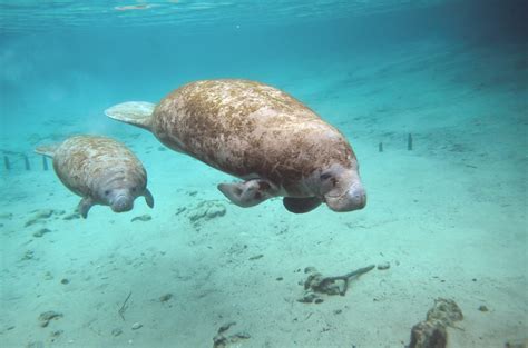 manatee and her baby swimming