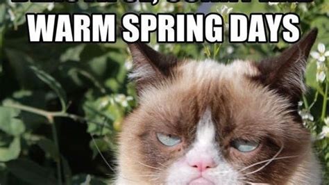 15 Funny Spring Memes To Get You Through These Chilly "Spring" Days | Spring funny, Summer memes ...