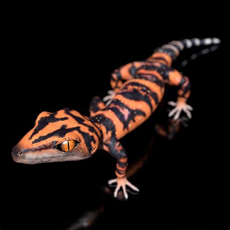 Japanese Cave Gecko - Goniurosaurus orientalis 3D model | CGTrader