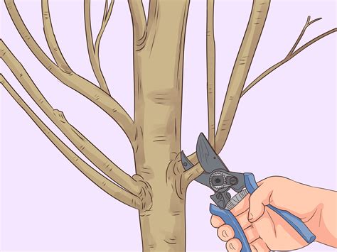 How To Prune An Overgrown Espalier Apple Tree - Printable Templates Protal