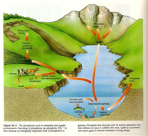 environmental engineering: PHOSPHORUS CYCLE