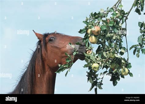 Shagya-Arab horse (Equus przewalskii f. caballus), eating apples from a ...