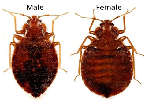 The Differences Between Male versus Female Bed Bugs – Go Bed Bugs Treatment