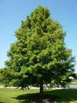 Bald Cypress is State Tree of Louisiana | hubpages