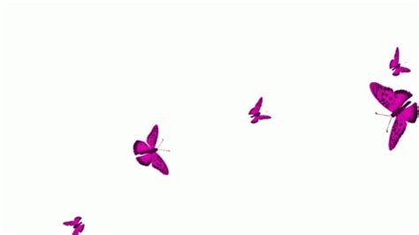 Borboletas Butterflies Sticker - Borboletas Butterflies Butterfly ...