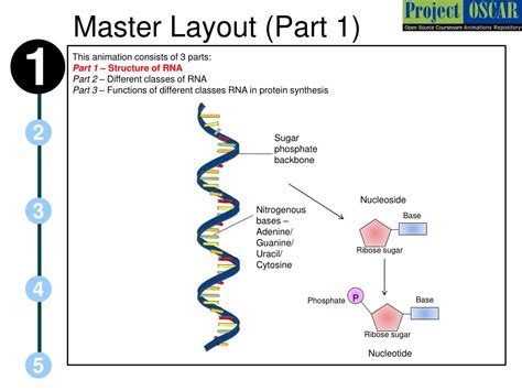 PPT - Structure & functions of RNA PowerPoint Presentation, free download - ID:5753919