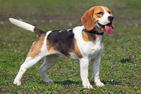 How Long Until Beagles Are Full Grown