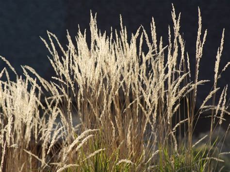 Planting Blue Grama Grass - Blue Grama Cultivars For The Landscape