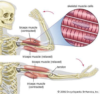 Anatomy Muscle Contraction - Anatomical Charts & Posters