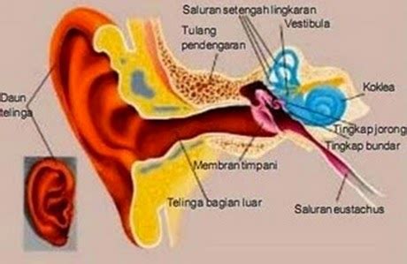 GUDANG NYA ILMU KESEHATAN: ANATOMI TELINGA