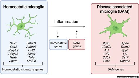 Microglia Histology