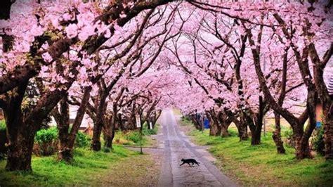 Forget Japan, Cherry Blossoms are blooming in Shillong and we can’t get ...