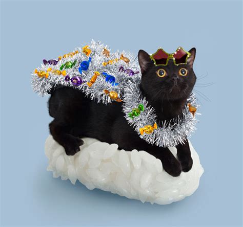 Sushi Cats, A Cute Collection of Magical Felines Resting on Sushi Rice